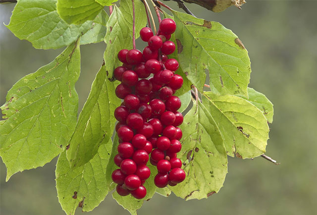 Schisandra Beeren